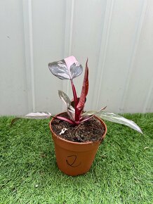 Philodendron pink Princess - 4