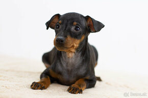 Ratlik, pincer, pinscher - 4