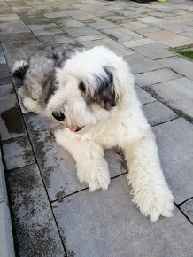 Bobtail-Old english sheepdog - 4