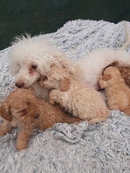 Pudlik Toy,pudel,poodle - 4