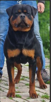 Steniatka rottweilera,rotvajlera,rtw,rotty s PP - 4