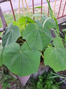 Paulownia - 4