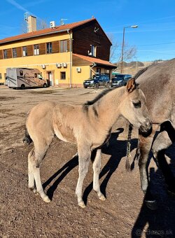 Grullo klisna American Quarter Horse v typu bull - 4