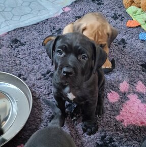 Cane corso s PP - 4