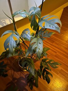 Epipremnum pinnatum “Cebu Blue” - 4