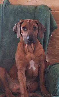 Rhodesian Ridgeback - 4