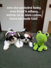 Shitzu šteniatka (Shih-Tzu, ši-cu) - 4