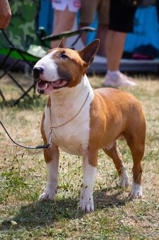 Mini bulterier / Miniature Bullterrier - rezervácia - 4