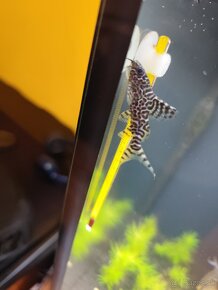 synodontis eupterus - sumček - 4