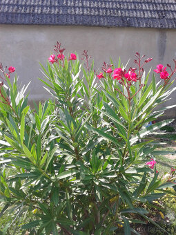 Oleander - 4