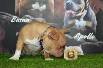 American bully exotic - 4