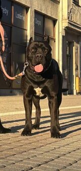 Cane Corso s PP - 4