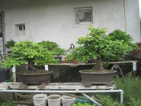 bonsai,bonsaj-hrab25 - 4