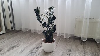 Zamioculcas Dowon (čierny) - 4