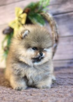 Pomeranian mini - 4