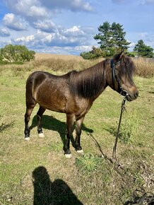 Krasna pony kobylka k detom - 4