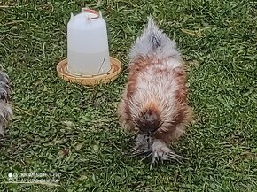 Usa hodvabnicka, araucana divokosfarbena , araucana levanduľ - 4