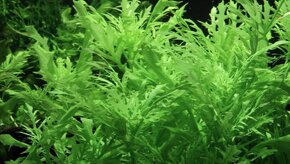 Predam rastlinky / Hygrophila difformis - 4