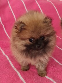 Pomeranian,  Pomerian - 4