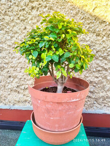 Ligustrum vtáčí zob bonsaj - 4