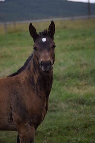 Predám Quarter Horse kobylu. - 4