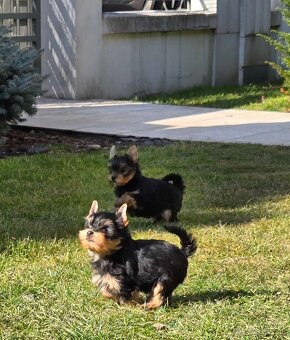 Yorkshire Terrier s PP - 4