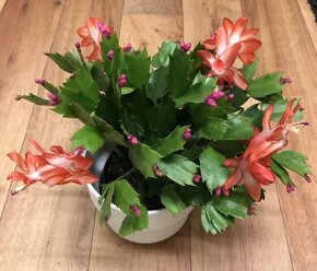 vianočné kaktusy - MIX farieb v kvetináčiku - 4