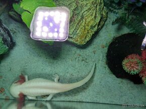 Axolotl-albín - 4