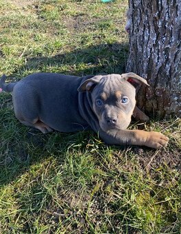 American bully - 4