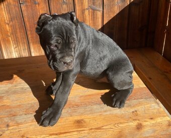 Šteniatko Cane Corso – úplne čierny psík - 4