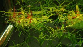 Krevetky,  akvarijné rastlinky - 4