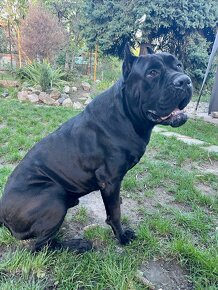 Cane corso - 4