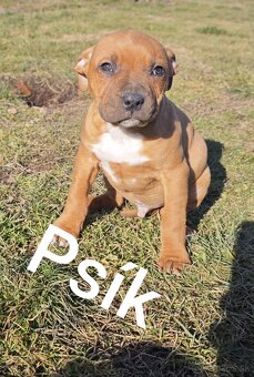 Pitbull amstaff - 4