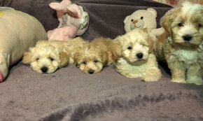 Mini maltipoo +36209877091 - 4