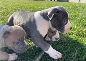 American Bully XXL - 4