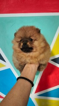 Oranžový špic -Pomeranian - 4