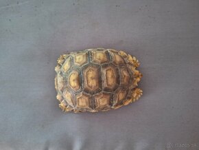 Korytnačka ostrohatá – lat. Geochelone sulcata - 4