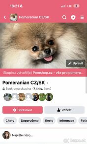 Pomeranian s PP FCI - 4