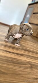 American bully xl / American bully xxl - 4