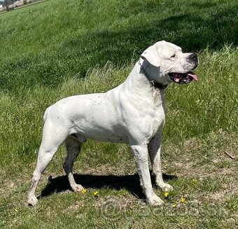 Argentínska doga štěňata, Dogo Argentino - 4