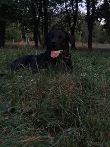 Darujem 3 rocnu fenku otec labrador mama cane corso. - 4