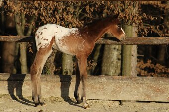 Appaloosa bay blanket colt Atlas - 4