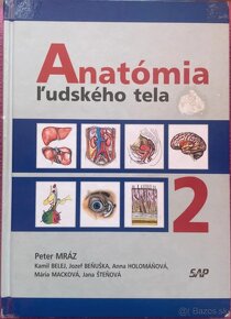 Anatómia Mráz, čihák, histologia - 4