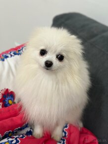 Génia Pomeranian . - 4