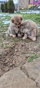 Akita Inu 3 šteniatka - 4