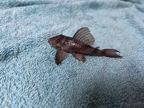 Pleco L136 - 4