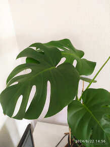 Monstera1 - 4