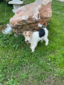 Predám šteniatka Fox terrier wire hrubosrstého - 4