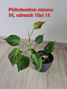 Odrezky rôzne Epipremnum  len 1€ - 4