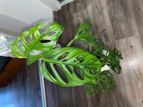 Monstera mint - 4